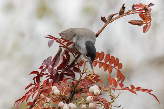 A blackcap in a tree with red leaves leaning over to eat white/pink berries