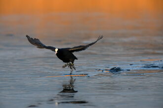 A coot is running towards the camera across ice, with the ice breaking as it goes. The late afternoon sunshine is catching the reeds in the distance, casting an orange glow along the top of the photo