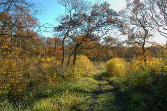 A grassy path leads under some small trees with blue sky above
