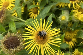 A bumble bee sitting on a yellow inula flower, surrounded by other inula flowers
