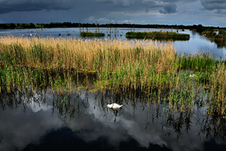 A mute swan swimming among the reeds on a dark cloudy day at Avalon Marshes