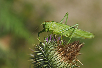 A great green bush-cricket on top of a thistle head - it's a large, green cricket with long wings, back legs and antennae