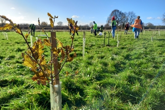 A recently planted tree in the foreground with people in the background planting more trees. It's a sunny day with a blue sky.
