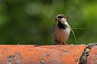A house sparrow perched on a roof, holding some grass in its beak