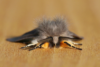 Muslin moth - fluffy grey on top with black, feathery antennae and orange/fluffy underneath