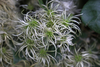 Wild clematis seeds - wispy white 'hairs' erupting from green seeds