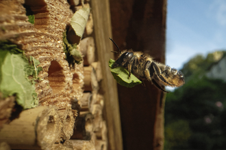 bee