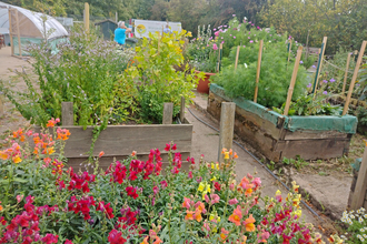 Part of Worcester Community Garden - raised beds with a variety of flowers and green vegetation