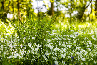 Fronds of green fern springing up through a carpet of white-flowers of stitchwort. It's in a woodland on a sunny day and there's a hedgeline in the background