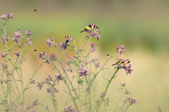 Three goldfinches feeding on thistle heads. There are bumblebees buzzing between the flowers and it's a sunny day.