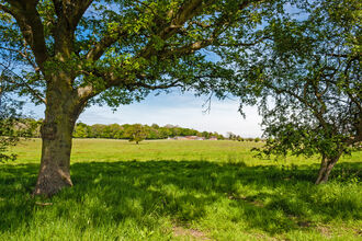 A tree is framing a view across a field to a farm in the distance that's nestled against a woodland. It's a beautiful summers day with a blue sky and light white clouds.