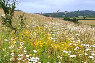 A bank covered in wildflowers with fields and another hillock in the distance