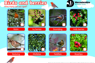 8 photos of berries and birds to look for in winter