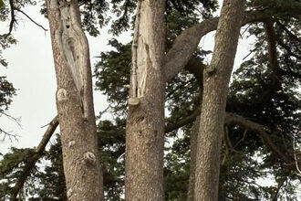 Two scars on two of three tree trunks in the image