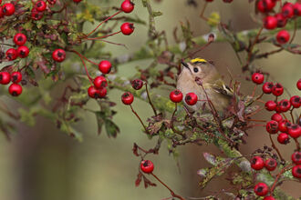 A goldcrest sitting amongst lots of hawthorn berries. The bird ha a beige breast, olive-green wings and a flare of golden yellow on the head.