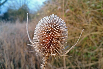 A teasel head covered in frost