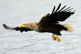 A white-tailed eagle in flight over sea