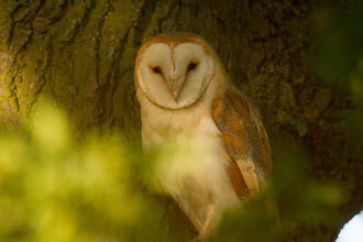 barn owl in tree