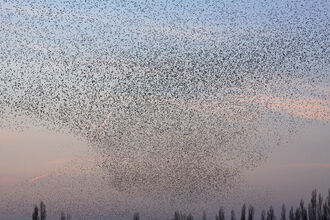 Thousands of birds in the sky at sunset over the tops of trees