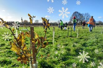 Trees planted in a field on a sunny day with people in the background. There are illustrative snowflakes scattered over the image.