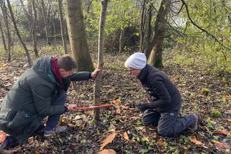Two people coppicing a tree in a woodland with one of the people holding the tree trunk and cutting the tree