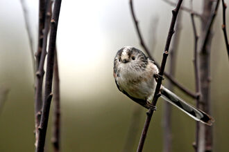 A long-tailed tit on the twig of a tree, looking like it's about to fly to the left of the viewer. The bird has a white chest with a white stripe down its head and a very long tail.