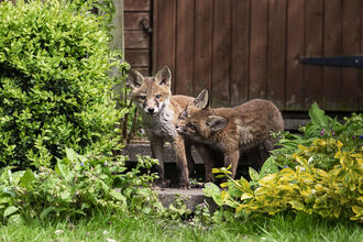 Two red fox cubs in front of a garden shed - one appears to be play-biting the other but both are looking at the camera