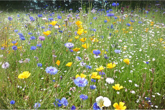 A photograph of a summer meadow with purple, yellow and white flowers
