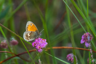 A large heath butterfly nectaring on a heather flower
