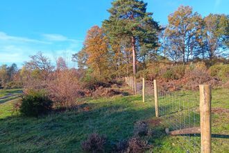 A photograph of a new fence that has been installed in a heathland area surrounded by trees and bushes