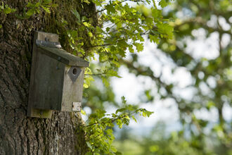 A wooden nest box on the side of a tree with oak leaves in the frame