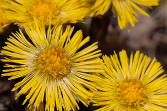 Bright yellow Colt’s‑foot flowers in bloom, with several round, daisy‑like flower heads made of fine, narrow petals clustered closely togethe