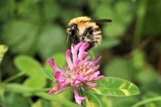 Common carder bee on red clover flower