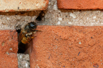 Female red mason bee leaving a small cavity in a red brick wall - she has a black head, black antennae, a gingery thorax and red-haired abdomen