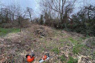 A photo showing a clearing in a wooded area where a willow has fallen and been cleared. There is an orange hard hat and chainsaw on the ground at the front of the photo.