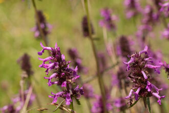 The purple flower spikes of betony growing in a grassland