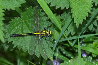 A yellow and black common clubtail dragonfly resting on a green nettle leaf