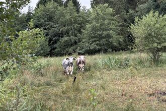A photo of two cows standing in a grassy clearing surrounded by trees