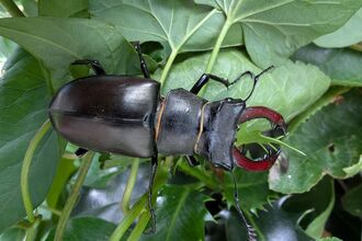 Stag beetle - dark chestnut in colour with reddish 'antlers' at the front of the body
