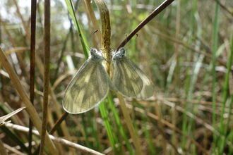 Two wood white butterflies on either side of a grass stem