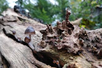 Gnarly bark of a fallen tree with fungi growing on it
