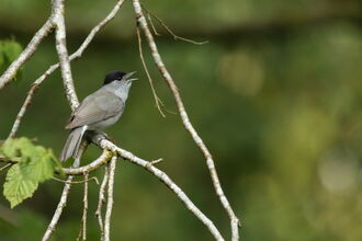 A blackcap sitting on a twig and singing - the bird is mostly grey with a black cap