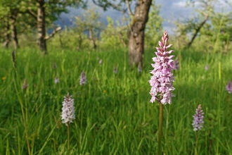 Common spotted orchids in a traditional orchard