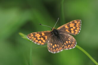 A brown and orange chequered butterfly resting on a blade of grass