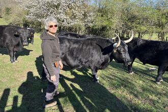 A photo of Mary, a volunteer standing next to a herd of black cows