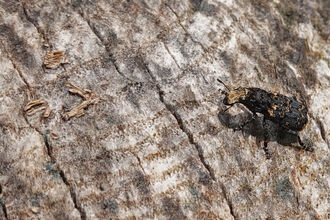 Cramp-ball fungus weevil - a velvety-looking beetle that's mostly black with cream markings; the face is wide and all cream.