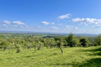 A view over orchard trees across the landscape - it's a sunny spring day with sunshine, blue sky and fluffy white clouds