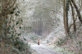 A red fox is standing in the distance, face-on to the camera and looking at the camera. The fox is on a woodland path in winter with a light dusting of snow on the ground and surrounding trees.