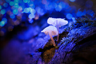 Two white mushrooms are in the foreground slightly off-centre. They are surrounded by blue light but their shadow highlights the brown colour of the tree they're growing from