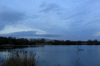 A sky full of starlings over a wetland habitat - it's dawn or dusk